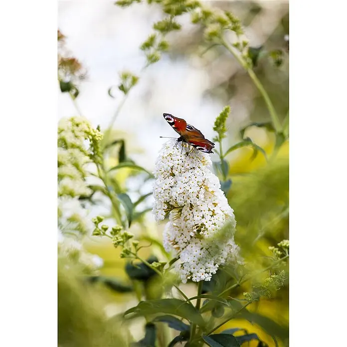 Pflanzen für dich Sommerflieder 60-100 cm - Buddleja 'Peace', Weiß - Schmetterling mit bunten Flügeln auf weißen Blüten ruhend.