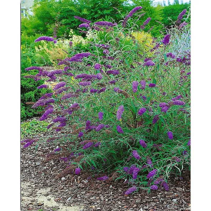 Pflanzen für dich Sommerflieder Sommerflieder - Buddleja davidii 'Nanho Blue', Blau - Großer Busch mit leuchtend violetten Blüten in einem Garten.