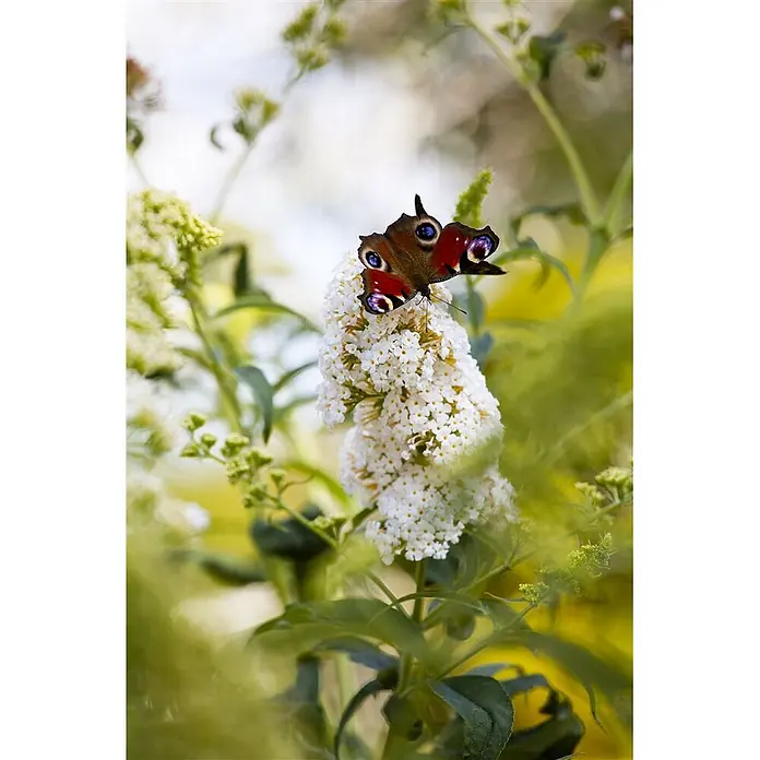 Pflanzen für dich Sommerflieder 60-100 cm - Buddleja 'Peace', Weiß - Pfauenauge-Schmetterling mit roten und blauen Augenflecken ruht auf einer weißen Blütenrispe in natürlicher Umgebung.