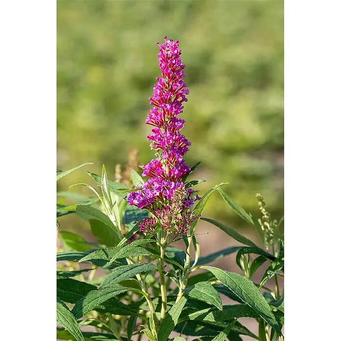 Pflanzen für dich Sommerflieder 40-60 cm - Buddleja davidii 'Butterfly Tower', Violett - Leuchtend pink-lila Blütenähre eines Schmetterlingsflieders mit grünen Blättern.