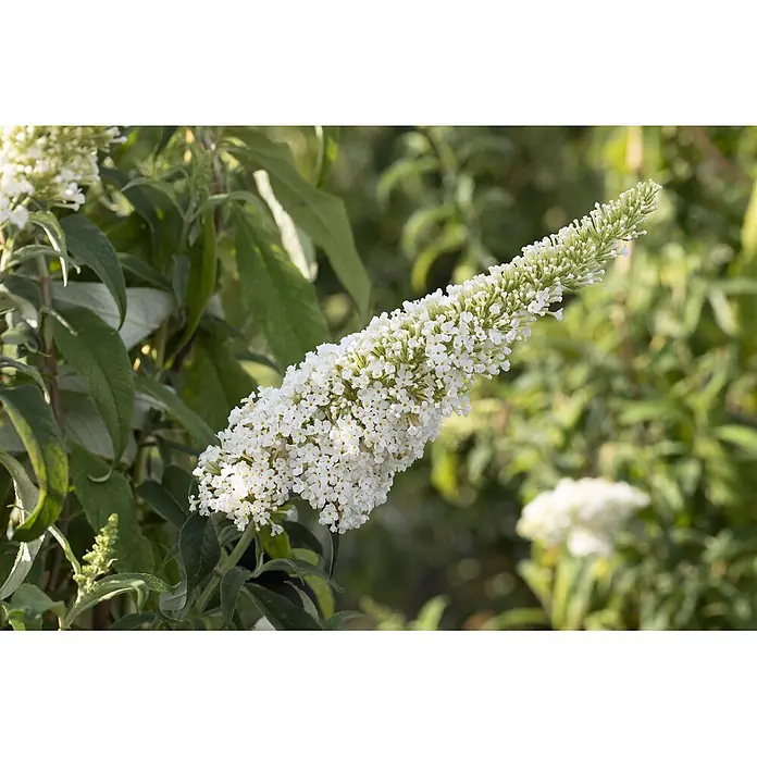 Pflanzen für dich Sommerflieder 60-100 cm - Buddleja 'Peace', Weiß - Langer, konischer Blütenstand mit kleinen weißen Blüten und gelben Zentren an einer grünen Pflanze.