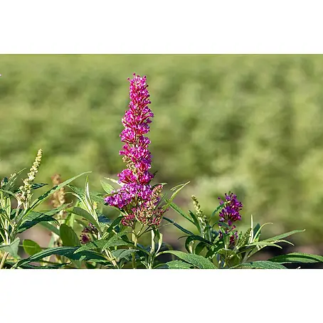 Pflanzen für dich  Sommerflieder 40-60 cm