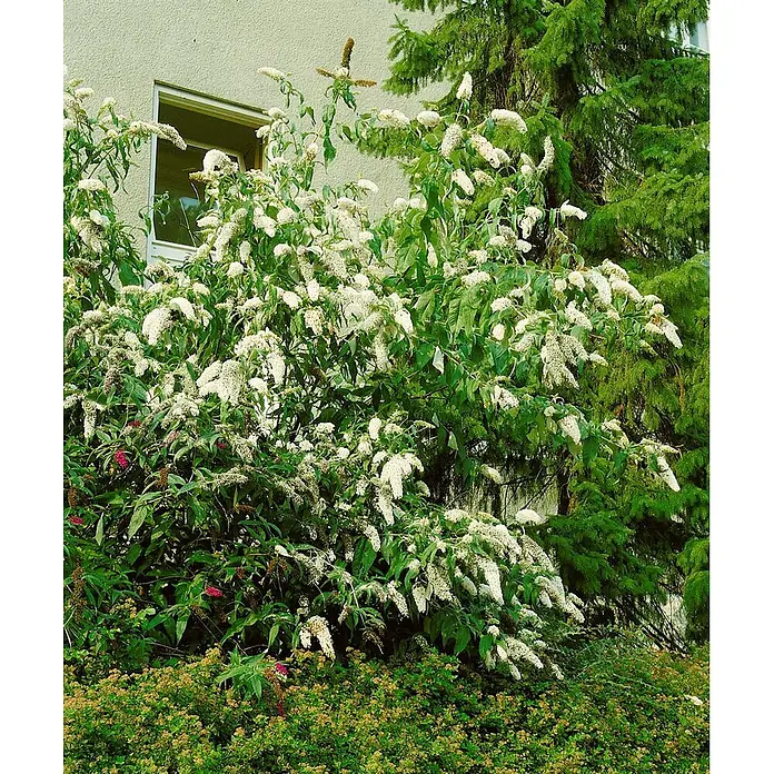 Pflanzen für dich Sommerflieder 60-100 cm - Buddleja 'Peace', Weiß - Ein großer Sommerflieder (Buddleja davidii) mit zahlreichen weißen Blütenrispen in einer Gartenumgebung.
