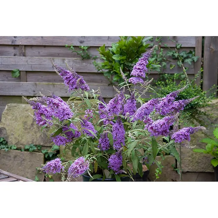 Pflanzen für dich Sommerflieder 40-60 cm - Buddleja davidii 'Buzz Improved Sky Blue', Blau - Topfpflanze mit leuchtend lila, kegelförmigen Blüten vor einem Gartenzaun.