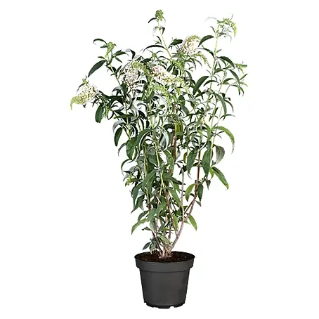 Pflanzen für dich  Sommerflieder 40-60 cm