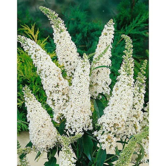 Pflanzen für dich Sommerflieder 15-20 cm - Buddleja davidii 'White Profusion', Weiß - Dichte Büschel länglicher weißer Blüten mit grünen Spitzen und Blättern.
