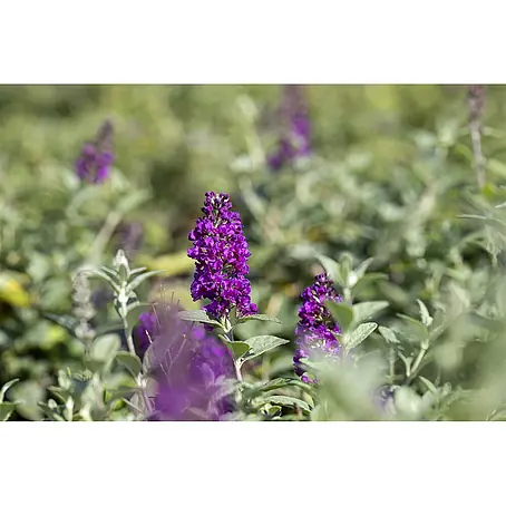 Pflanzen für dich  Sommerflieder 40-60 cm