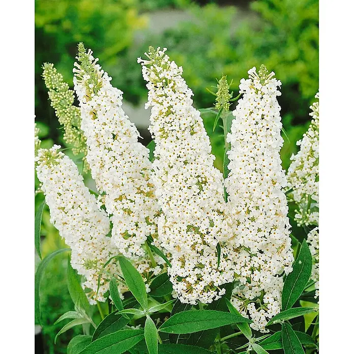Pflanzen für dich Sommerflieder 15-20 cm - Buddleja davidii 'White Profusion', Weiß - Weiße Schmetterlingsflieder-Blüten mit mehreren aufrechten Blütenständen und grünen Blättern.
