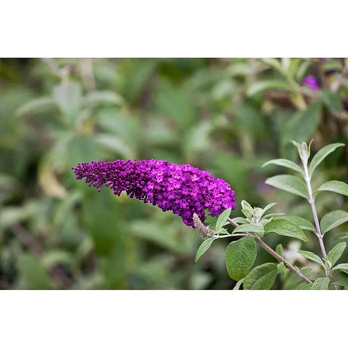 Pflanzen für dich Sommerflieder 40-60 cm - Buddleja davidii 'Miss Ruby', Rosa - Ein länglicher, leuchtend violetter Blütenstand mit zahlreichen kleinen Blüten, der horizontal herausragt.