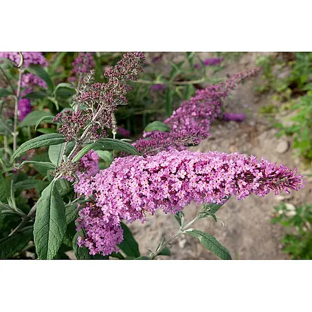 Pflanzen für dich  Sommerflieder 60-80 cm