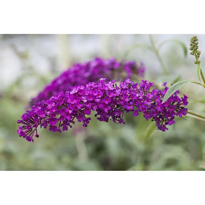Pflanzen für dich Sommerflieder 40-60 cm - Buddleja davidii 'Miss Ruby', Rosa - Lila Schmetterlingsfliederblüten in voller Blüte.