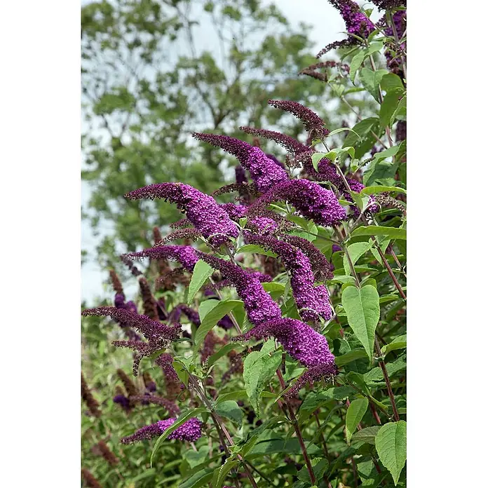 Pflanzen für dich Sommerflieder Sommerflieder - Buddleja 'African Queen', Violett - Nahaufnahme eines Schmetterlingsstrauchs mit leuchtend violetten, kegelförmigen Blüten in voller Blüte.