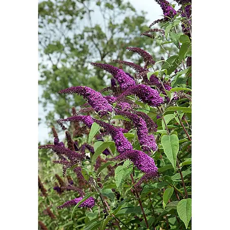 Pflanzen für dich  Sommerflieder Sommerflieder