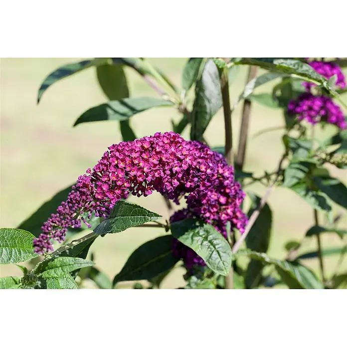 Pflanzen für dich Sommerflieder 100-125 cm - Buddleja davidii 'Royal Red', Rot - Lebhafte lila Sommerfliederblüten (Buddleja) mit kleinen gelben Zentren an einem grünen Zweig.