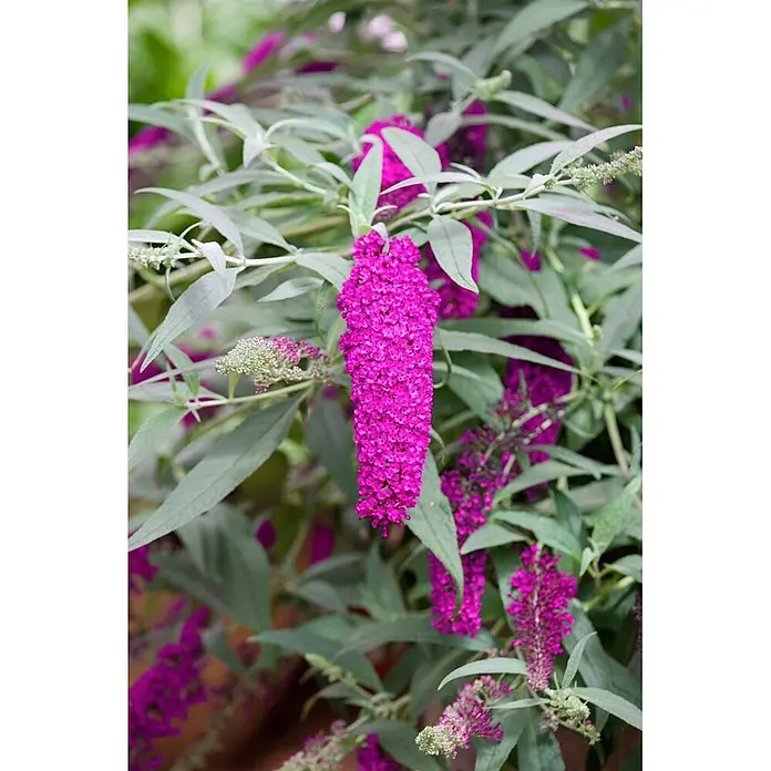 Pflanzen für dich Sommerflieder 40-60 cm - Buddleja davidii 'Cardinal', Rot - Leuchtend violette Schmetterlingsfliederblüten mit silbrig-grünen Blättern.