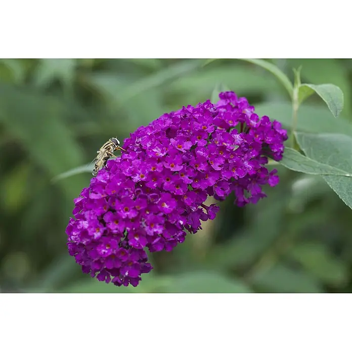 Pflanzen für dich Sommerflieder 100-125 cm - Buddleja davidii 'Royal Red', Rot - Eine gestreifte Schwebfliege auf einer Gruppe leuchtend violetter Blüten.