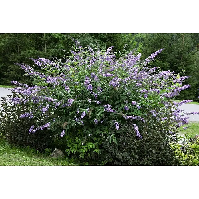 Pflanzen für dich Sommerflieder 40-60 cm - Buddleja davidii 'Cardinal', Rot - Ein üppiger Busch mit leuchtend lavendel-violetten Blüten, der im Freien gedeiht.