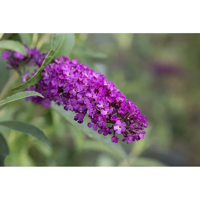 Pflanzen für dich Sommerflieder 40-60 cm - Buddleja davidii 'Romy', Rosa - Violette Blütenähre mit kleinen orangefarbenen Zentren an einer Pflanze.