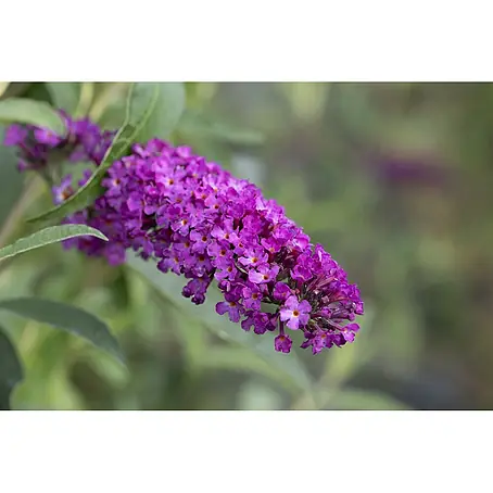 Pflanzen für dich  Sommerflieder 40-60 cm