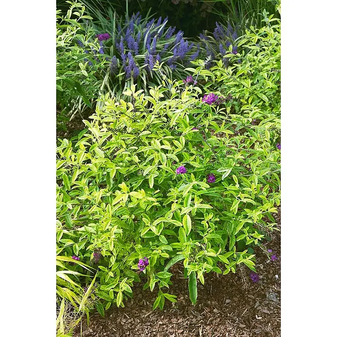 Pflanzen für dich Sommerflieder 40-60 cm - Buddleja davidii 'Santana', Violett - Buntblättrige grün-gelbe Pflanze mit kleinen violetten Blüten, in einem Garten mit anderen violetten Blüten und Mulch.