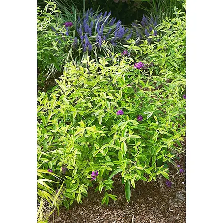 Pflanzen für dich  Sommerflieder 40-60 cm