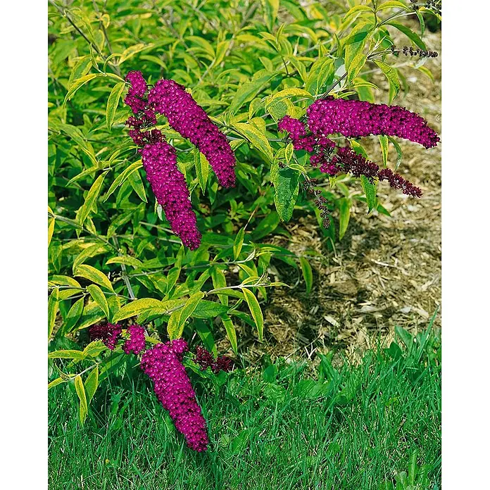 Pflanzen für dich Sommerflieder 40-60 cm - Buddleja davidii 'Santana', Violett - Leuchtend violette Blütenstände an einer Pflanze mit panaschierten grün-gelben Blättern.