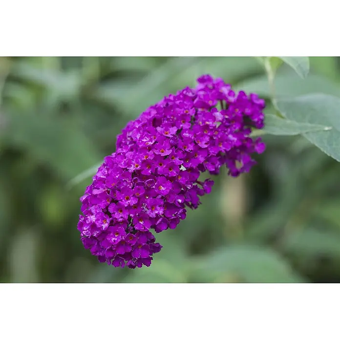 Pflanzen für dich Sommerflieder 100-125 cm - Buddleja davidii 'Royal Red', Rot - Eine leuchtende, längliche Blütenrispe aus dicht gepackten, tiefvioletten Blüten mit kleinen orangefarbenen Zentren.