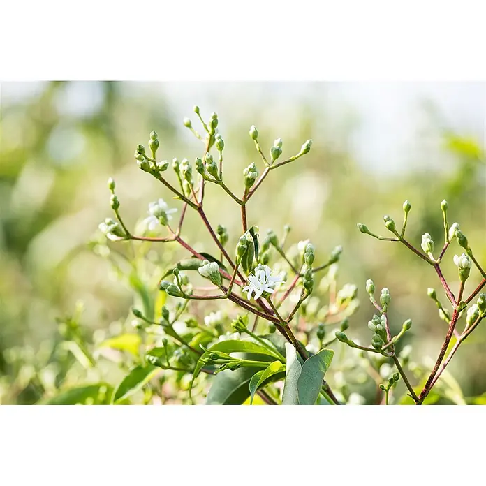 Pflanzen für dich Hartriegel 150-200 cm - Heptacodium miconioides, Weiß - Zarte Pflanze mit kleinen weißen Blüten und vielen grünen Knospen an schlanken, rötlichen Stielen vor weichem Grün.