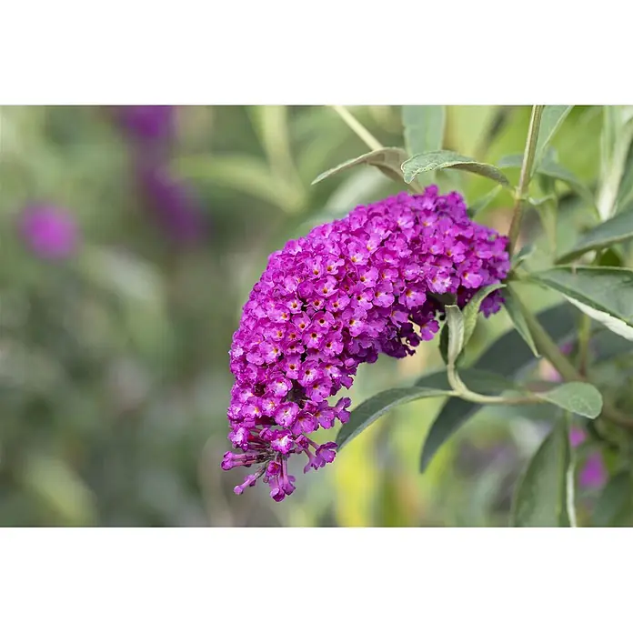 Pflanzen für dich Sommerflieder 125-150 cm - Buddleja davidii 'Royal Red', Violett - Lebhaft violette Sommerfliederblüte, ein dichter, länglicher Blütenstand kleiner Blüten mit gelblichen Zentren, umgeben von grünen Blättern.