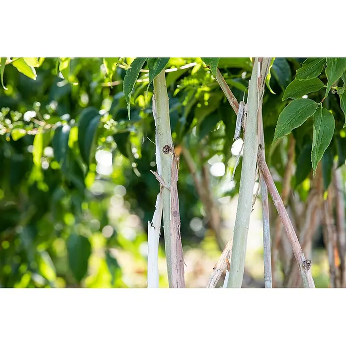 Pflanzen für dich Hartriegel 150-200 cm - Heptacodium miconioides, Weiß - Pflanze mit hellgrünen und rötlich-braunen Stämmen, die eine charakteristische abblätternde Rinde zeigen, umgeben von grünem Laub.