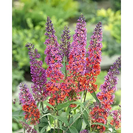 Pflanzen für dich  Sommerflieder 40-60 cm