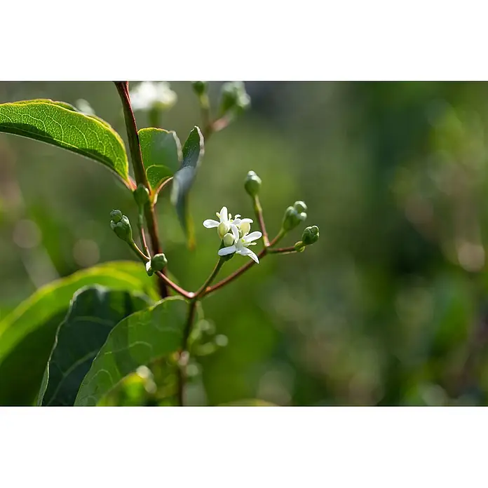 Pflanzen für dich Hartriegel 150-200 cm - Heptacodium miconioides, Weiß - Nahaufnahme einer Pflanze mit kleinen weißen Blüten, grünen Knospen und grünen Blättern an rotbraunen Stielen.