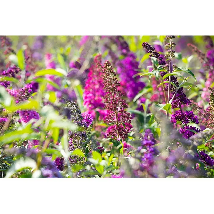 Pflanzen für dich Sommerflieder 60-100 cm - Buddleja davidii 'Summer Beauty', Lila - Feld aus leuchtend lila und pinkfarbenen Sommerfliederblüten mit grünen Blättern.