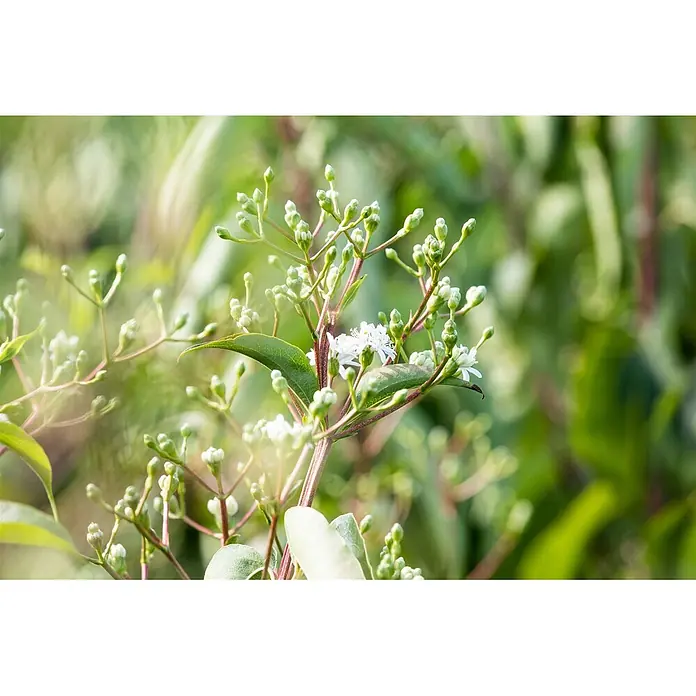 Pflanzen für dich Hartriegel 150-200 cm - Heptacodium miconioides, Weiß - Nahaufnahme einer Pflanze mit zarten weißen Blüten und vielen grünen Knospen an schlanken Stielen.
