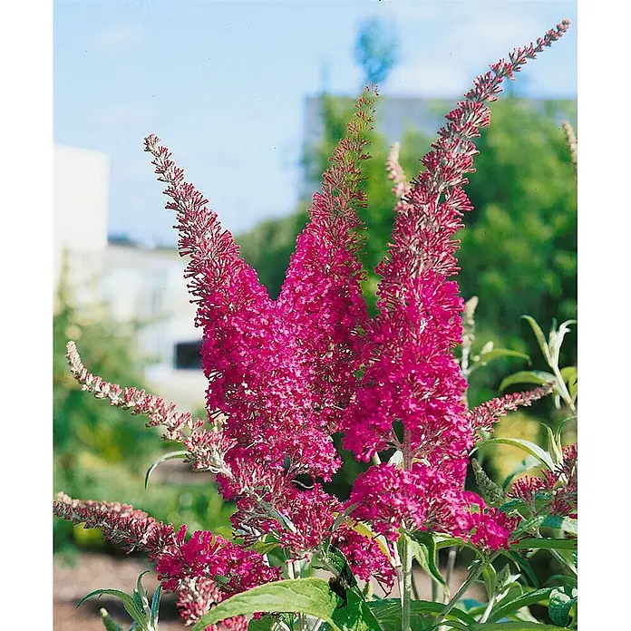 Pflanzen für dich Sommerflieder 60-100 cm - Buddleja davidii 'Summer Beauty', Lila - Leuchtend fuchsiafarbener Schmetterlingsflieder in voller Blüte mit langen, konischen Blütenständen im Freien.