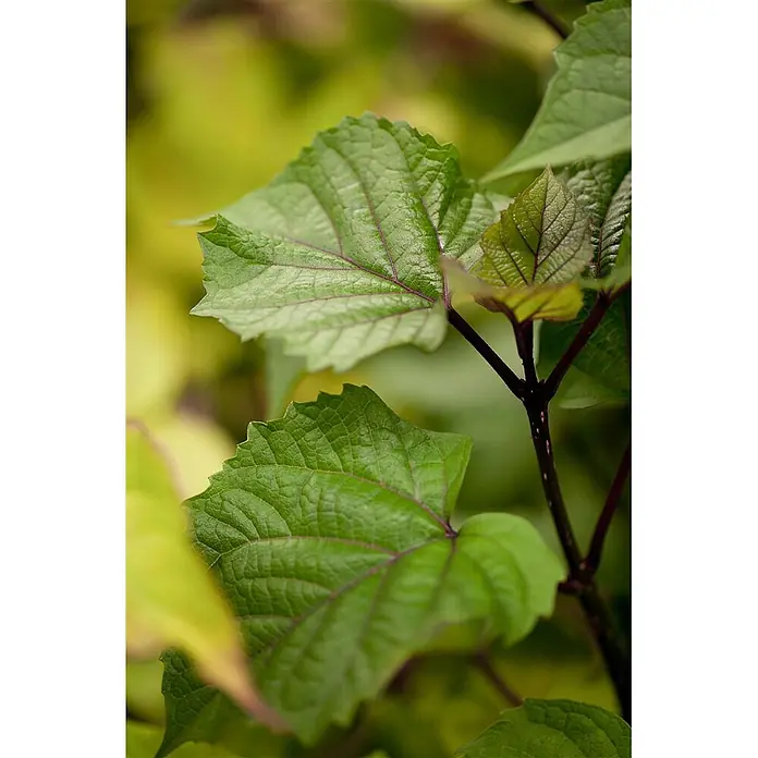 Pflanzen für dich Hartriegel 150-200 cm - Heptacodium miconioides, Weiß - Lebhaft grüne Pflanzenblätter mit ausgeprägten rötlich-violetten Adern und strukturierter Oberfläche.