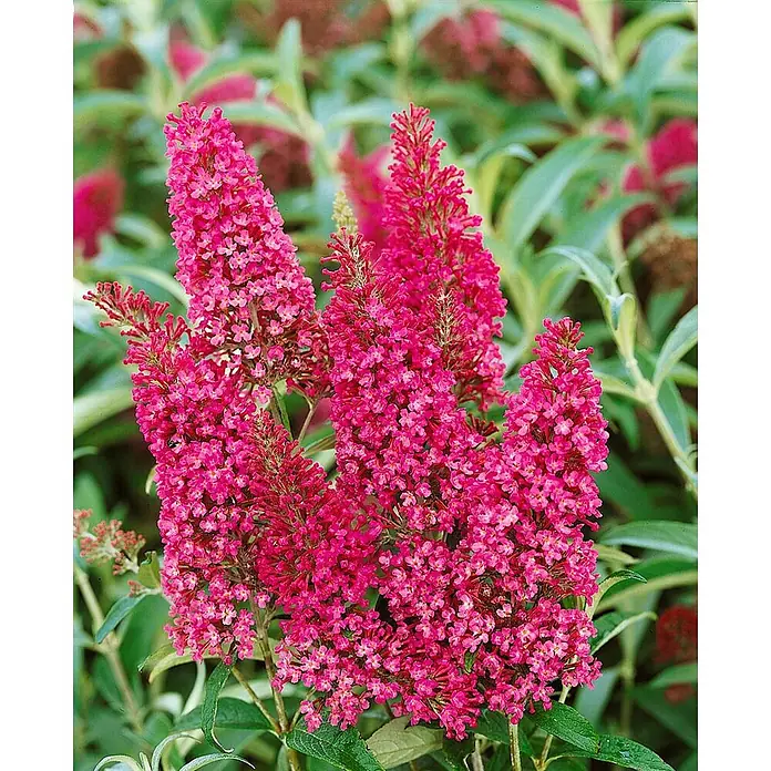 Pflanzen für dich Sommerflieder 60-100 cm - Buddleja davidii 'Summer Beauty', Lila - Leuchtend pinke, konische Blütenstände eines Schmetterlingsflieders mit grünen Blättern.