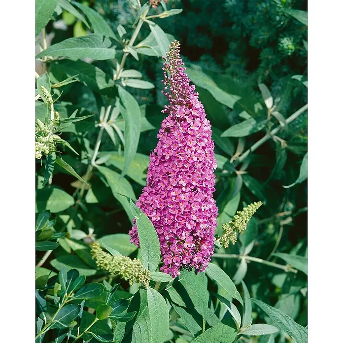Pflanzen für dich Sommerflieder 60-100 cm - Buddleja davidii 'Summer Beauty', Lila - Nahaufnahme einer leuchtend violetten Buddleja-Blütenspitze (Schmetterlingsflieder) umgeben von grünen Blättern.