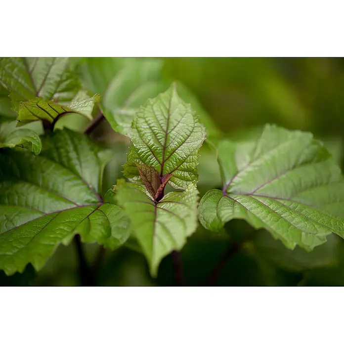 Pflanzen für dich Hartriegel 150-200 cm - Heptacodium miconioides, Weiß - Lebhaft grüne Blätter mit deutlichen violetten Adern und gezackten Rändern, mit neuem Wachstum in der Mitte.