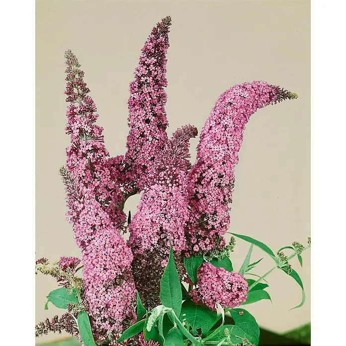 Pflanzen für dich Sommerflieder 40-60 cm - Buddleja davidii 'Fascination', Violett - Bündel leuchtend pinker Schmetterlingsfliederblüten mit grünen Blättern.