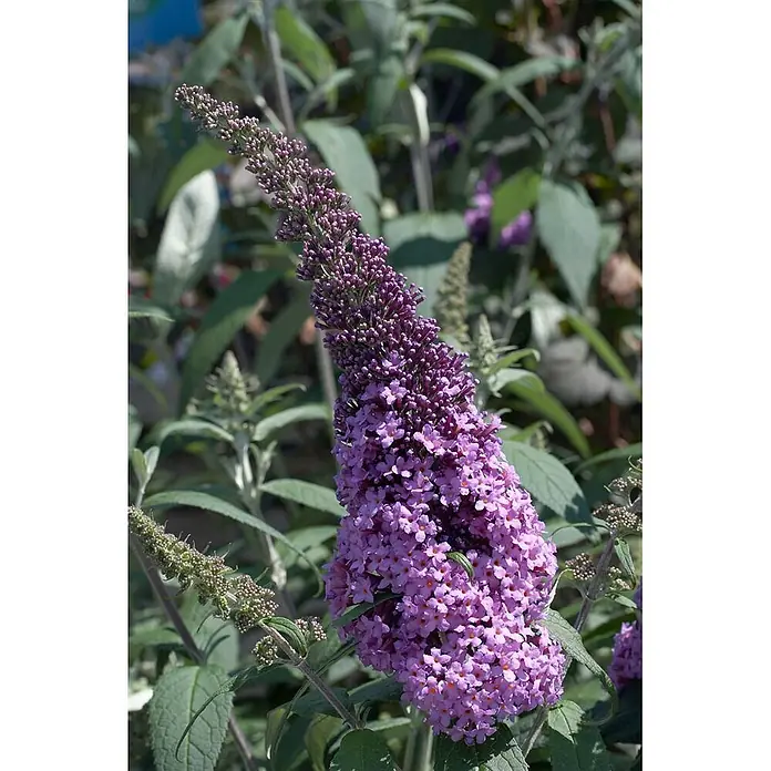 Pflanzen für dich Sommerflieder 40-60 cm - Buddleja 'Peacock', Rosa - Langer, konischer lila Schmetterlingsflieder-Blütenstand mit kleinen Blüten, umgeben von grünen Blättern.