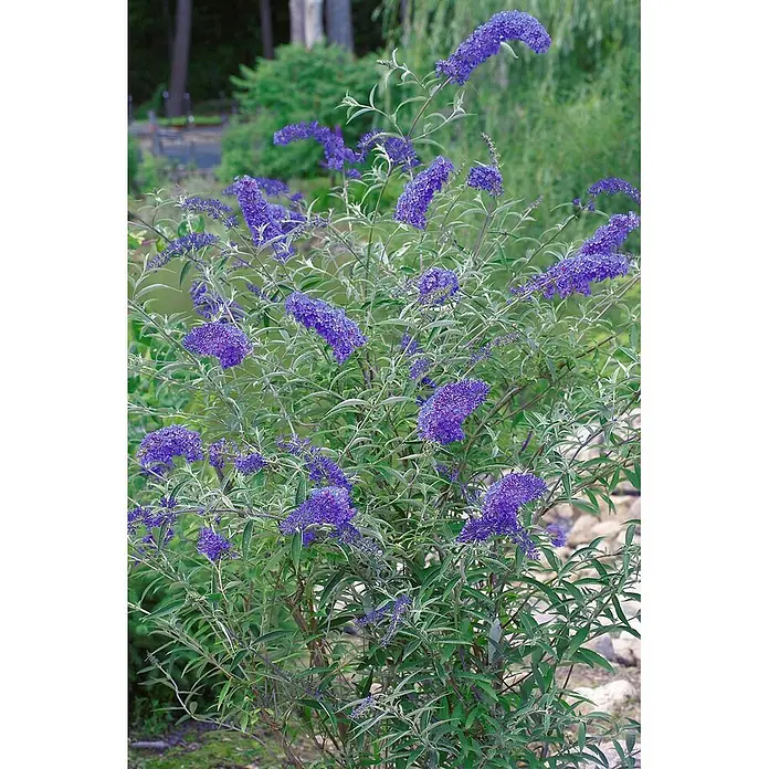 Pflanzen für dich Sommerflieder 40-60 cm - Buddleja davidii 'Nanhoensis', Lila - Ein üppiger Schmetterlingsstrauch (Buddleja) mit leuchtend lila, länglichen Blütenständen und grün-silbernen Blättern in einem Garten.