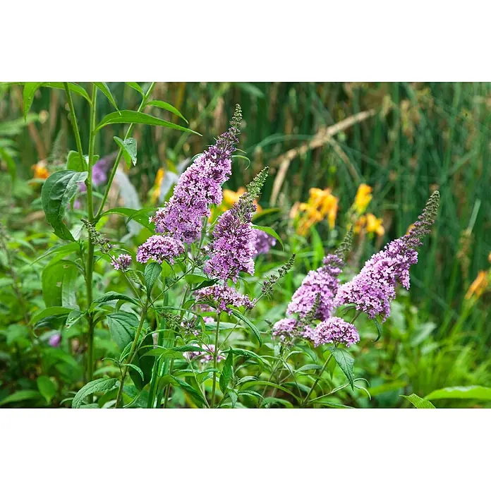 Pflanzen für dich Sommerflieder 40-60 cm - Buddleja 'Peacock', Rosa - Leuchtend violette Sommerfliederblüten blühen in einem grünen Garten.