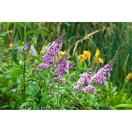 Pflanzen für dich  Sommerflieder 100-125 cm