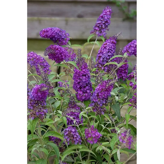 Pflanzen für dich Sommerflieder 40-60 cm - Buddleja davidii 'Buzz Pink Purple', Lila - Lebhafter tiefvioletter Schmetterlingsflieder mit zahlreichen konischen Blütenständen und grünem Laub.