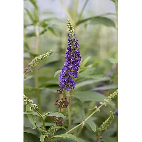 Pflanzen für dich  Sommerflieder 100-125 cm