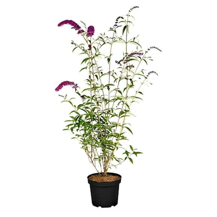 Pflanzen für dich Sommerflieder 40-60 cm - Buddleja davidii 'Royal Red', Violett - Topfpflanze mit grünen Blättern und leuchtend lila Blüten in einem schwarzen Topf.