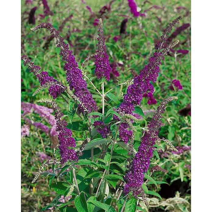 Pflanzen für dich Sommerflieder 40-60 cm - Buddleja davidii 'Empire Blue', Violett - Ein blühender violetter Schmetterlingsflieder mit zahlreichen leuchtenden kegelförmigen Blütenständen und grünen Blättern im Garten.