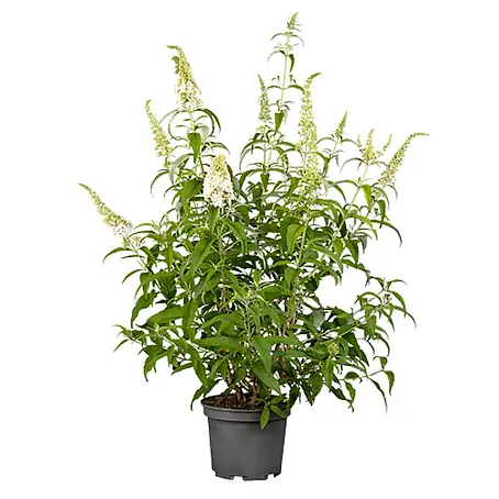 Pflanzen für dich  Sommerflieder 80-100 cm