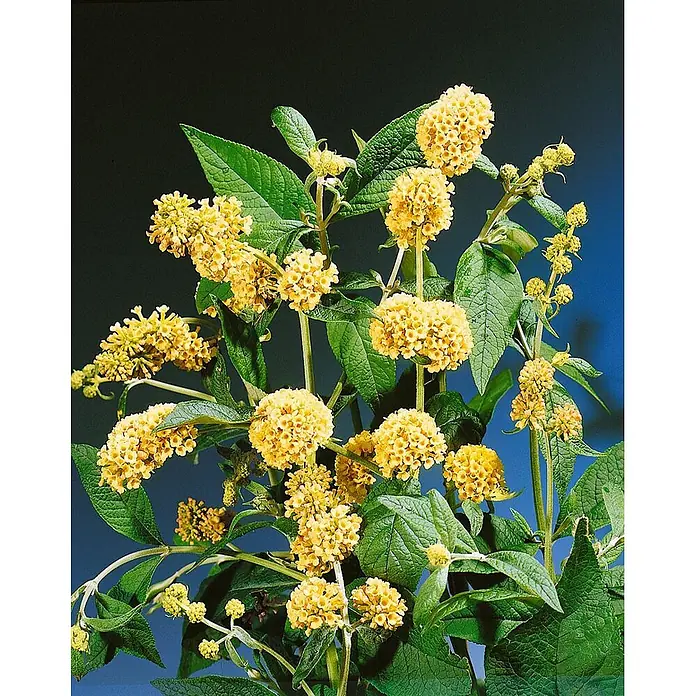 Pflanzen für dich Sommerflieder 40-60 cm - Buddleja weyeriana 'Sungold', Gelb - Leuchtend gelbe, dicht beieinander stehende Blüten mit üppig grünen Blättern.